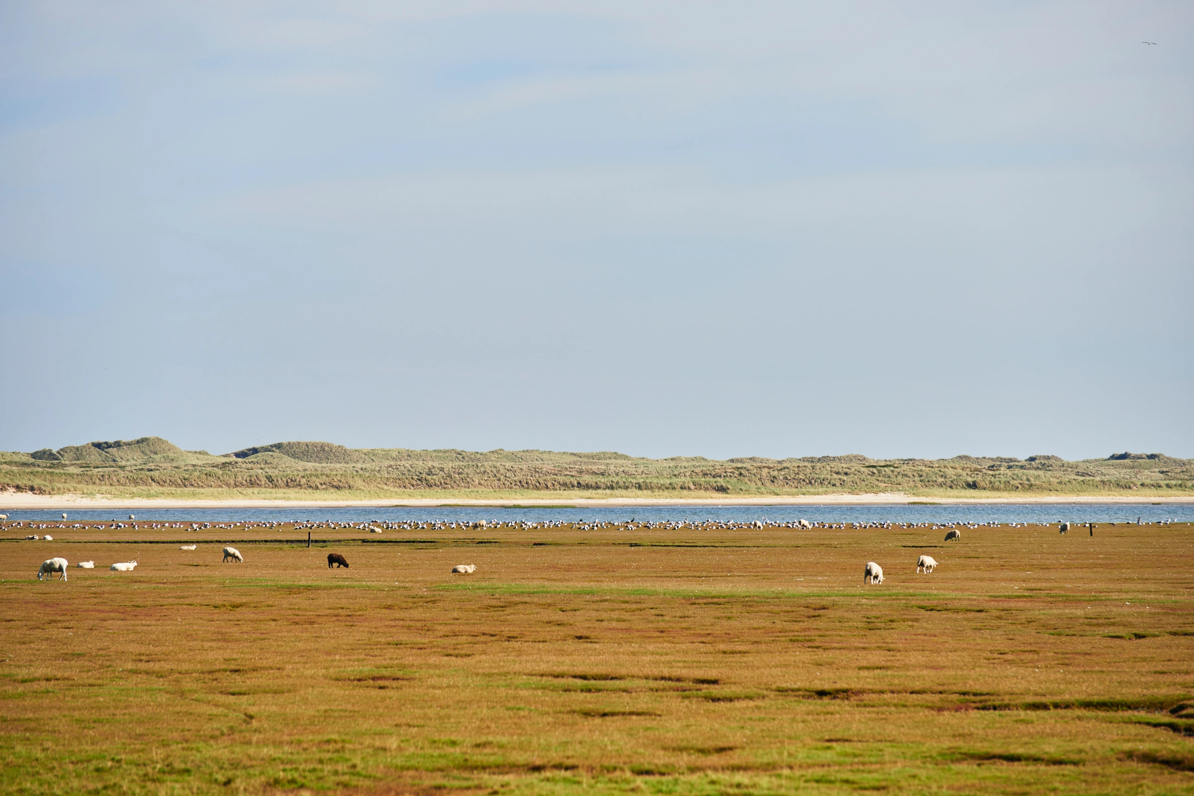 List, Sylt Island.webp